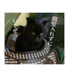 猫のもく（個別スタンプ：1）