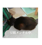 猫のもく（個別スタンプ：5）