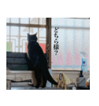 猫のもく（個別スタンプ：9）