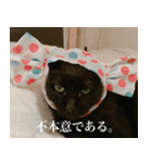 猫のもく（個別スタンプ：16）