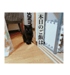 猫のもく（個別スタンプ：21）