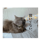 猫のもく（個別スタンプ：27）