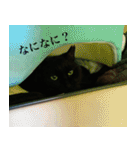 猫のもく（個別スタンプ：29）