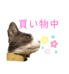おぷちゃで使えるスタンプ(ペット編)2（個別スタンプ：9）