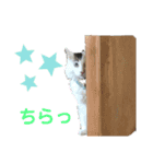 おぷちゃで使えるスタンプ(ペット編)2（個別スタンプ：10）