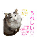 おぷちゃで使えるスタンプ(ペット編)2（個別スタンプ：15）