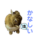 おぷちゃで使えるスタンプ(ペット編)2（個別スタンプ：16）