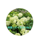 kinko-photo10（個別スタンプ：15）