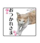 野良猫のぽちゃ（個別スタンプ：2）