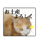 野良猫のぽちゃ（個別スタンプ：3）