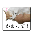 野良猫のぽちゃ（個別スタンプ：4）