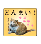 野良猫のぽちゃ（個別スタンプ：7）