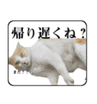 野良猫のぽちゃ（個別スタンプ：10）