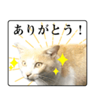 野良猫のぽちゃ（個別スタンプ：12）