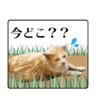 野良猫のぽちゃ（個別スタンプ：13）