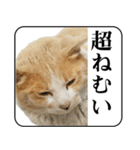 野良猫のぽちゃ（個別スタンプ：14）