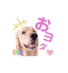 びすけ物語ゴールデンレトリバー／megu04（個別スタンプ：2）