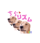 びすけ物語ゴールデンレトリバー／megu04（個別スタンプ：5）