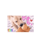 びすけ物語ゴールデンレトリバー／megu04（個別スタンプ：6）