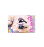 びすけ物語ゴールデンレトリバー／megu04（個別スタンプ：8）