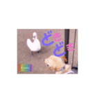 びすけ物語ゴールデンレトリバー／megu04（個別スタンプ：11）