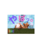 びすけ物語ゴールデンレトリバー／megu04（個別スタンプ：12）