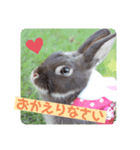 うさぎのめいたろう2（個別スタンプ：2）