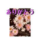幸せは日常にありふれている！写真たちver.（個別スタンプ：10）