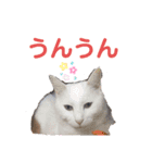 おぷちゃで使えるスタンプ(ペット編)3（個別スタンプ：5）