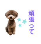おぷちゃで使えるスタンプ(ペット編)3（個別スタンプ：7）