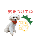 おぷちゃで使えるスタンプ(ペット編)3（個別スタンプ：12）