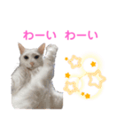 おぷちゃで使えるスタンプ(ペット編)3（個別スタンプ：15）