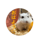 まめすた第3弾（個別スタンプ：5）