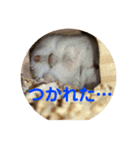 まめすた第3弾（個別スタンプ：6）