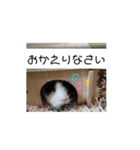 シャムトラたろう♡（個別スタンプ：2）