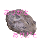 デグーの茶々ちゃん2（個別スタンプ：2）