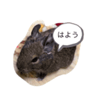 デグーの茶々ちゃん2（個別スタンプ：7）