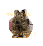 デグーの茶々ちゃん2（個別スタンプ：8）