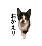とぅんのとと2（個別スタンプ：2）