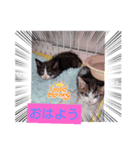 てんてんこりん（個別スタンプ：1）