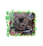 てんてんこりん（個別スタンプ：8）