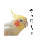 オカメインコのふくちゃんスタンプ3（個別スタンプ：1）