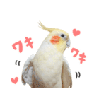 オカメインコのふくちゃんスタンプ3（個別スタンプ：2）
