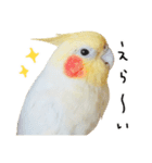 オカメインコのふくちゃんスタンプ3（個別スタンプ：3）