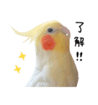 オカメインコのふくちゃんスタンプ3（個別スタンプ：4）