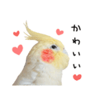 オカメインコのふくちゃんスタンプ3（個別スタンプ：5）