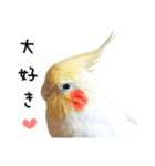 オカメインコのふくちゃんスタンプ3（個別スタンプ：6）