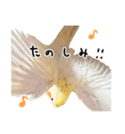 オカメインコのふくちゃんスタンプ3（個別スタンプ：7）
