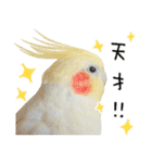 オカメインコのふくちゃんスタンプ3（個別スタンプ：8）
