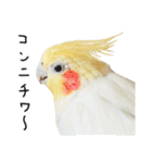 オカメインコのふくちゃんスタンプ3（個別スタンプ：9）